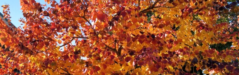 Autumn leaves